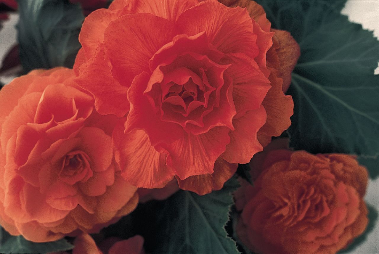 B. ‘Nonstop Orange’